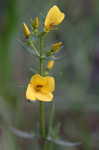 Yellow meadowbeauty